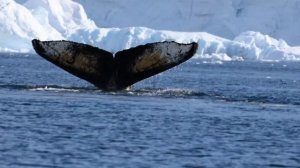 Горбатые киты в Южном океане