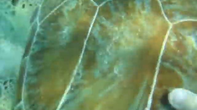 Playing Tag with the Sea Turtles KJB смотреть онлайн