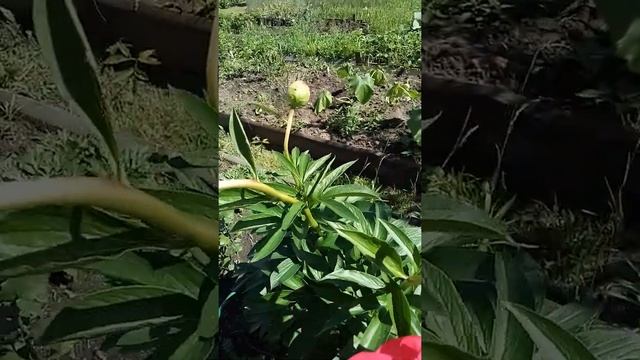 Цветение пиона Комманд Перформанс смотреть онлайн