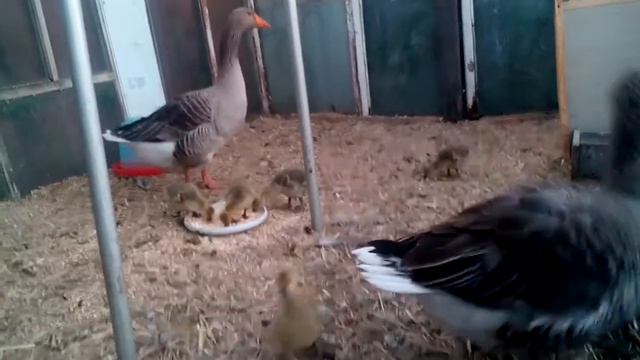 Гуси с гусятами смотреть онлайн