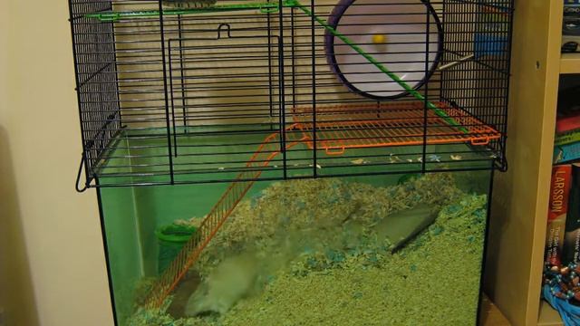 Gerbil Timelapse - Chewing Stuff смотреть онлайн