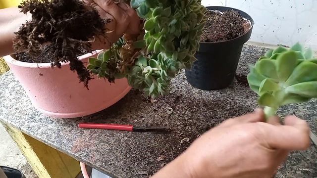Echeveria Gilva cristata: como fazer o replante e mudas + recadinho смотреть онлайн