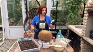 Пытаюсь выходить эхинокактус Грузони