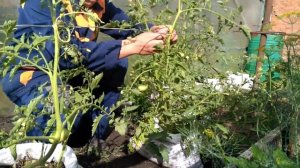 Помидоры в мешках 2 часть .Подводим итоги.