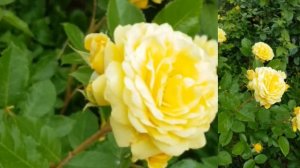 Роза 'Anny Duperey' АННА ДЮПРЕЙ