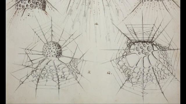 Proteus excerpt #3 - Haeckel in Messina смотреть онлайн