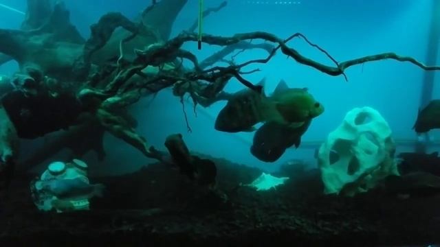 Мой аквариум AQUAFISHES & Co #TonedReality #TonedRealitypati астронотус, цыхлиды, аквариумные рыбк смотреть онлайн