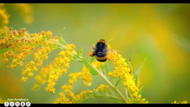Красивая Восточная музыка до мурашек! ЭТУ Мелодия ИЩУТ ВСЕ! Самая красивая мелодия в мире смотреть онлайн