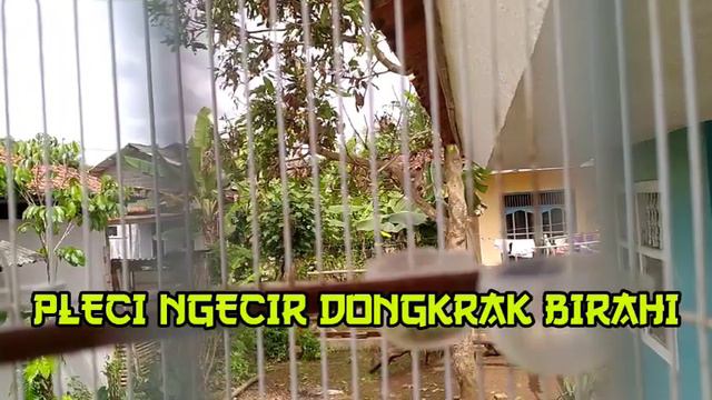 BURUNG PLECI BETINA NGECIR AMPUH UNTUK DONGKRAK BIRAHI PLECI JANTAN || PLECI BETINA MEMANGGIL JANTA смотреть онлайн