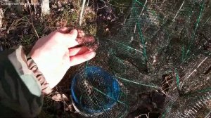 ЛОВЛЯ РАКОВ | РЫБАЛКА НА РАКА В НОЯБРЕ | ЧЕСНОК УБИЙЦА РАКА, УБОЙНАЯ ПРИМАНКА | СКАЗОЧНАЯ КАРЕЛИЯ