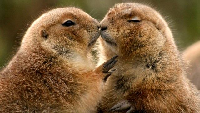 Луговые собачки - интересные факты смотреть онлайн