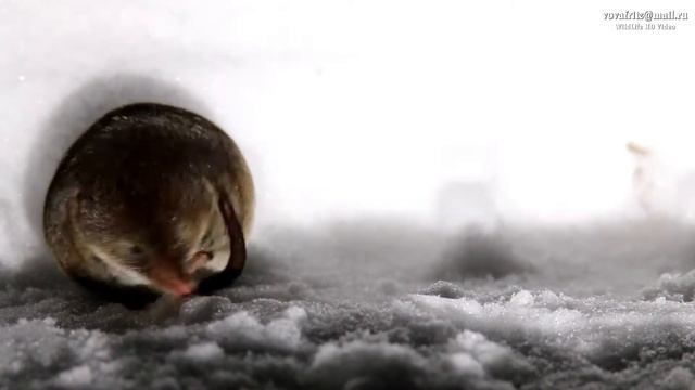 Бурозубка обыкновенная (sorex araneus) common shrew смотреть онлайн