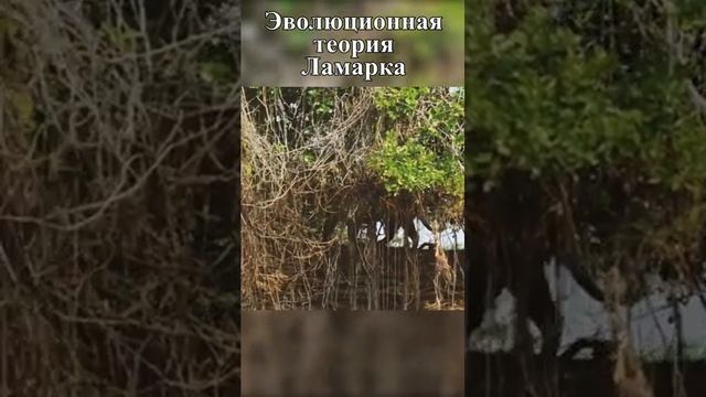 Эволюционная теория Ламарка. Ламаркизм #shorts смотреть онлайн