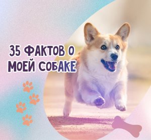 35 ФАКТОВ О МОЕЙ СОБАКЕ. ВЕЛЬШ-КОРГИ ПЕМБРОК ВАРДИ