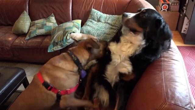 Сони камера fdr-ax100 поддерживает разрешение 4K проверить запись собак смотреть онлайн