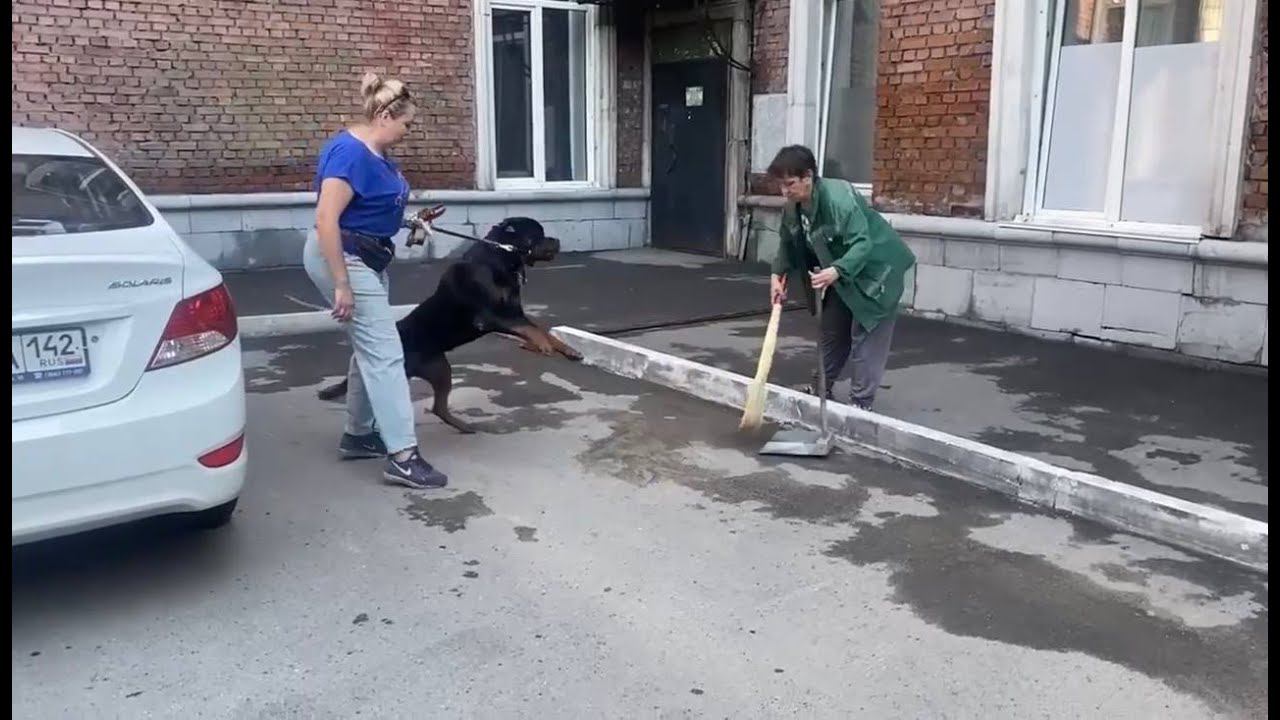 Одержимость тенью и лазерной указкой (Ротвейлер) смотреть онлайн