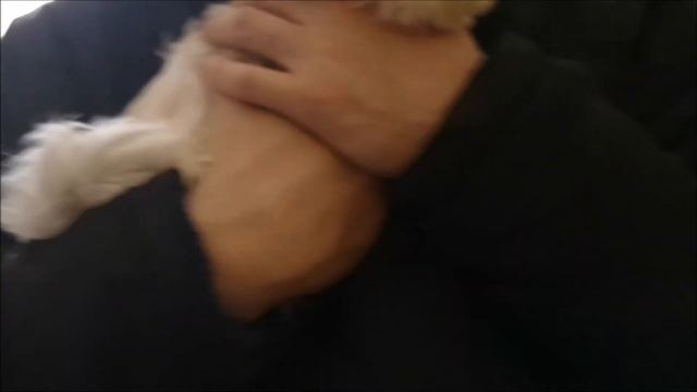 Покупка щенка Мальтезе в Польше. Едем к заводчику. смотреть онлайн