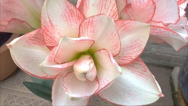 ***APHRODITE AMARYLLIS*** смотреть онлайн