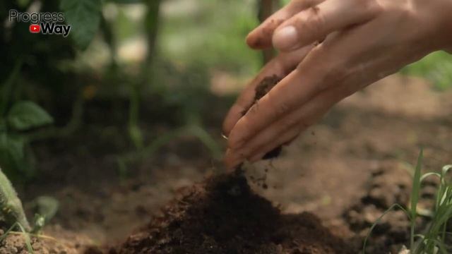 ИЗ ПОКУПНОГО ГРУНТА ДЕЛАЕМ СУПЕР ПОЧВУ! Рассада Будет Крепкой И Здоровой! Рассказываю Что Да Как! смотреть онлайн