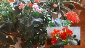 Особенности выращивания каланхоэ