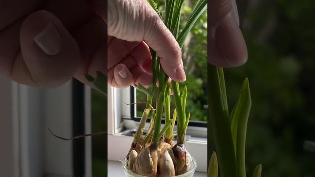 Гастрономический Разгул