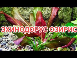 ЭХИНОДОРУС ОЗИРИС. УХОД И СОДЕРЖАНИЕ В АКВАРИУМЕ