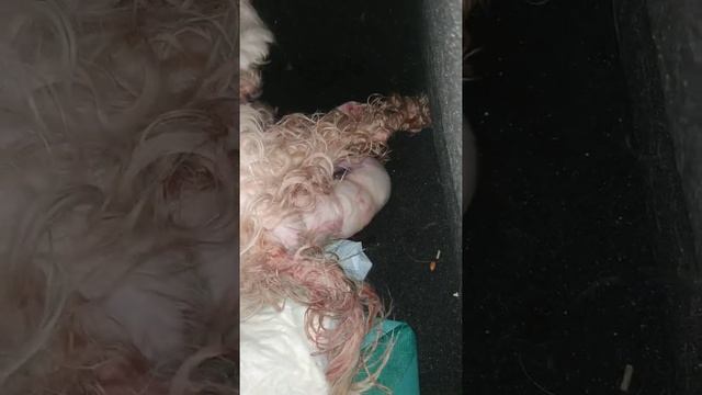 роды Болонка смотреть онлайн