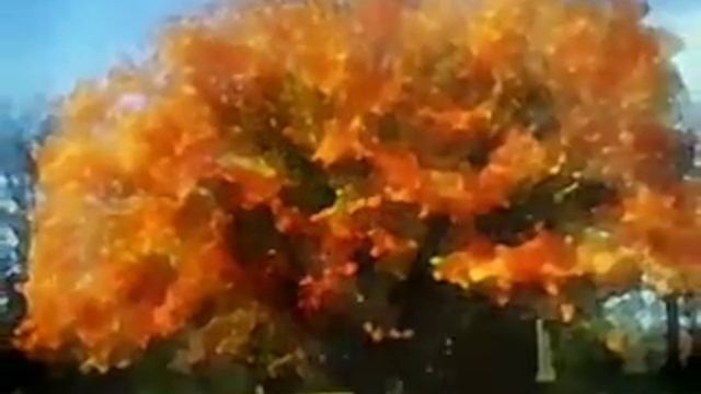 Осень - Учимся у природы смотреть онлайн