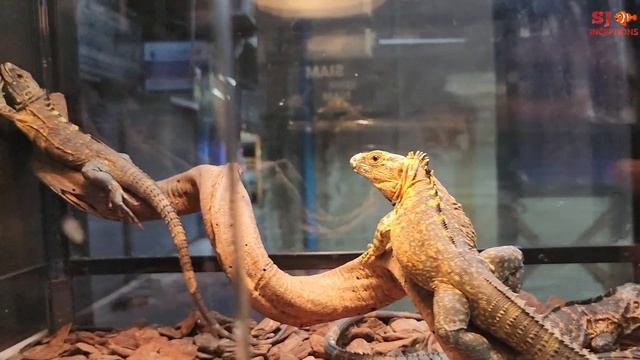 10 Foot Long Python at Siam Exotics Reptile Shop смотреть онлайн