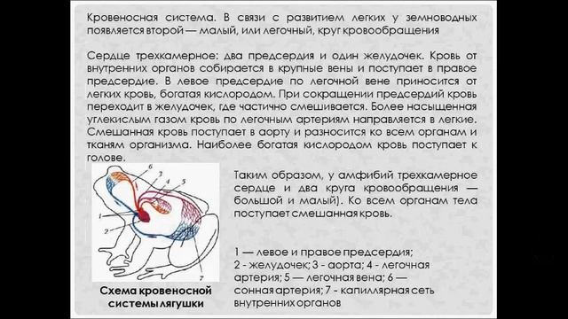 Строение внутренних органов земноводных. Биология 7 класс смотреть онлайн