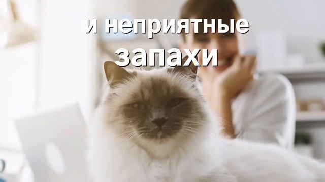 P&F 16 9 смотреть онлайн