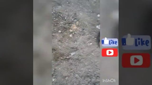 Searching for perl an a pat WID gold coin смотреть онлайн