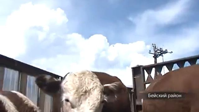 Мраморное мясо. Теория поля