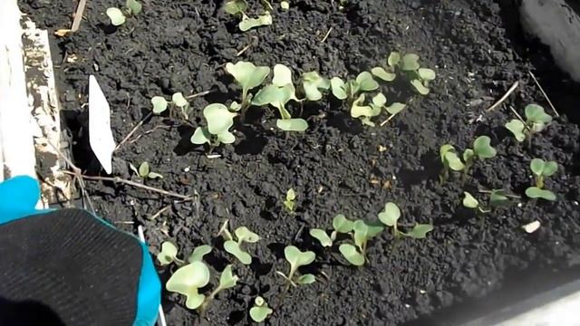 Переносная мини-теплица из подручных материалов смотреть онлайн