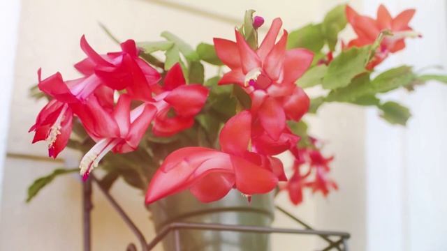 Садовые истории – Цветение зигокактусов смотреть онлайн