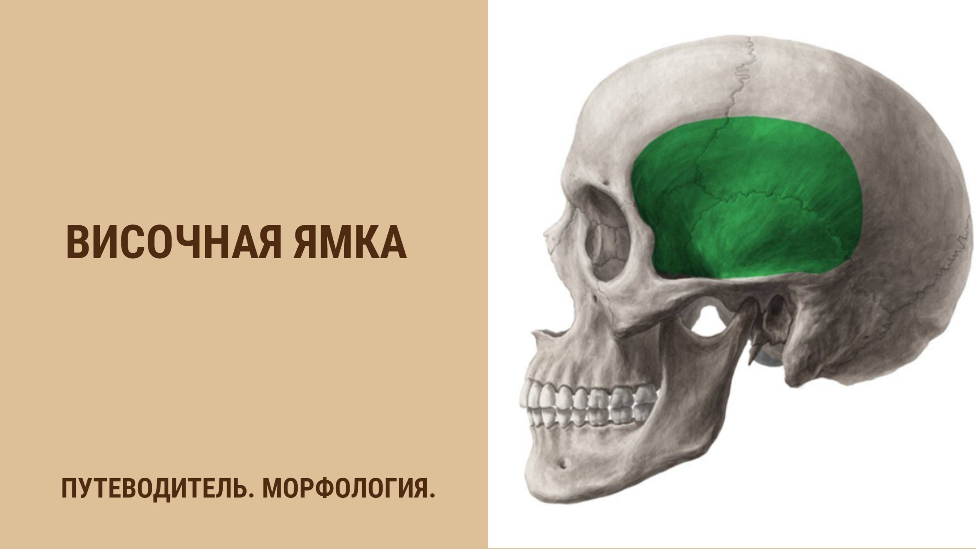 Височная ямка смотреть онлайн