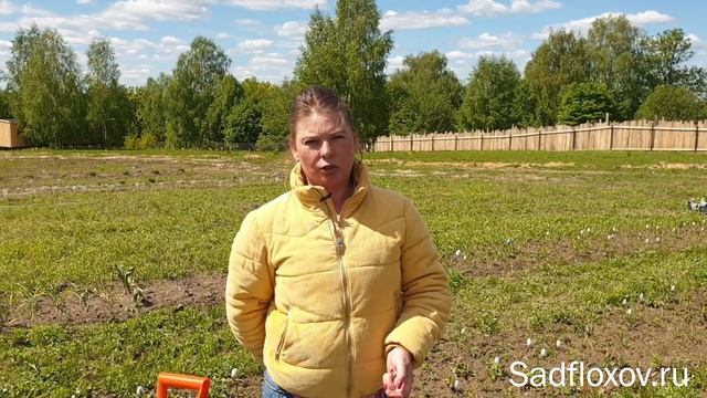 Как перезимовали самые маленькие флоксы смотреть онлайн