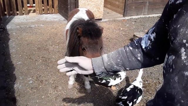 Бассейн из подручного материала для Уток. Сделай сам. Индоутка. Мартин помогал. смотреть онлайн