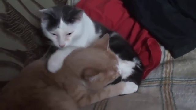 коты смотреть онлайн