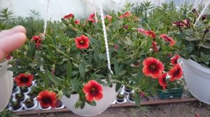 Выращиваю Пышные Калибрахоа в кашпо и как получаются такие?