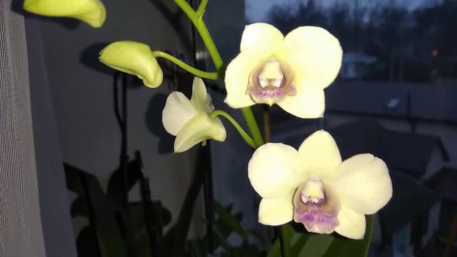 Дендрофаленопсис в квартирі. Догляд. Розмноження. смотреть онлайн