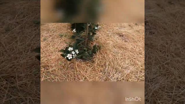 Ежевика спеет.Варим борщ ,пасем гусей.Краснодарский край🌻🌻🌻
