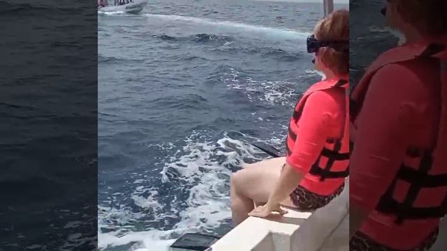 Плавание с китовыми акулами смотреть онлайн