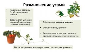 12. Вегетативное размножение (6 класс) - биология, подготовка к ЕГЭ и ОГЭ 2018
