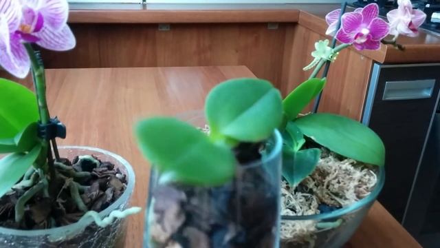 Орхидеи фаленопсис мини размножение смотреть онлайн