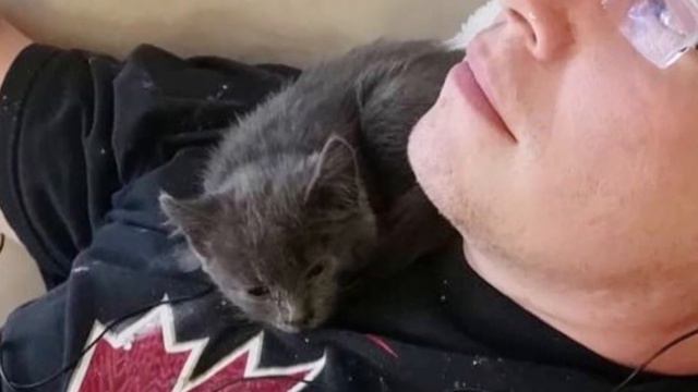 Kitten Insists on Cuddling with Rescuers Until She's Back on Her Paws смотреть онлайн