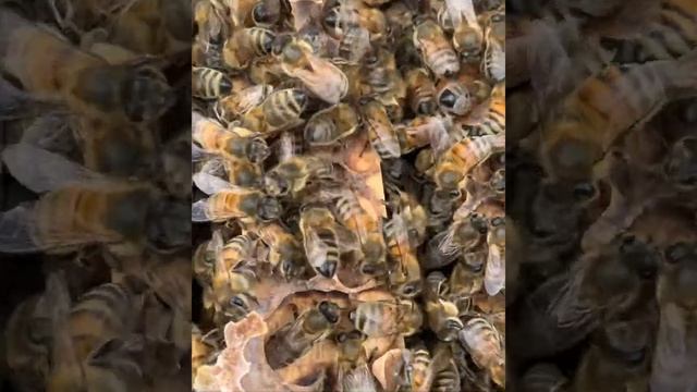 Зимняя подкормка пчел  канди из мёда  и пыльца : первый  осмотр пчёл