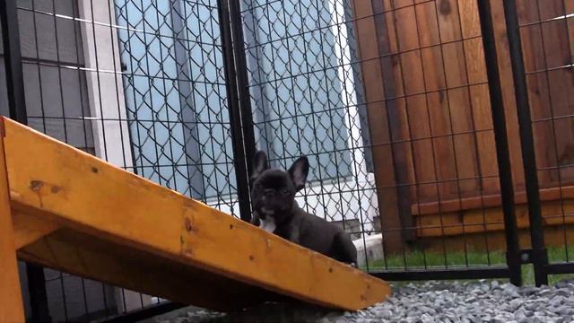 Французский бульдог смотреть онлайн