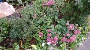 ОЧИТОК - почему разваливается куст?