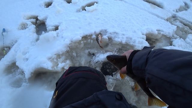 Ловля крупного окуня зимой! ЖОР на балансир!!! Зимняя рыбалка 2020, первый лёд 2020. смотреть онлайн